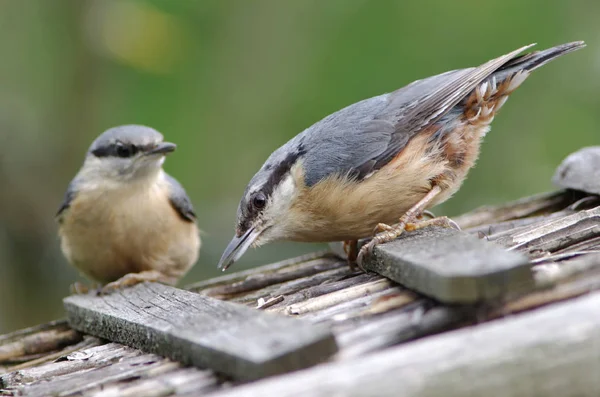 Eurasiático Nuthatch Pequeno Passarinho — Fotografia de Stock