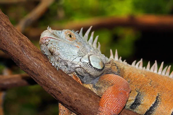 Animal Silvestre Exótico Lagarto Subrepticio — Foto de Stock