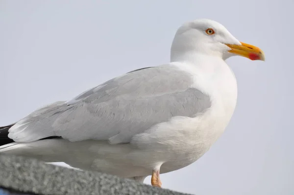 Scenic View Beautiful Cute Gull Bird — Stock Photo, Image