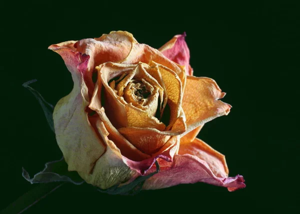 Pohled Krásné Květy Květin — Stock fotografie