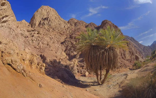 Palmträd Wadi Qnain — Stockfoto
