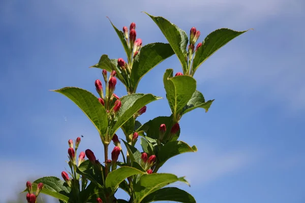 Красный Цветок Растения Саду — стоковое фото