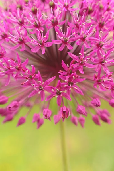 Jardín Flores Púrpuras Macro — Foto de Stock