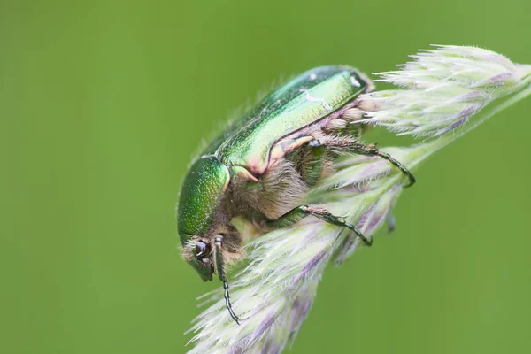 Közelkép Bug Vad Természet — Stock Fotó