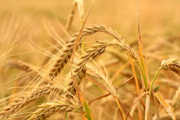 Granen Tarweoren Graanproducten — Stockfoto