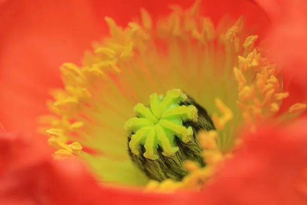 stock image close-up view of beautiful wild poppy flowers