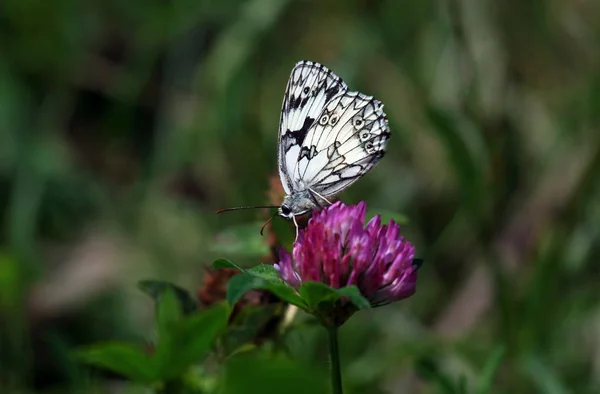 Närbild Insekter Vild Natur — Stockfoto