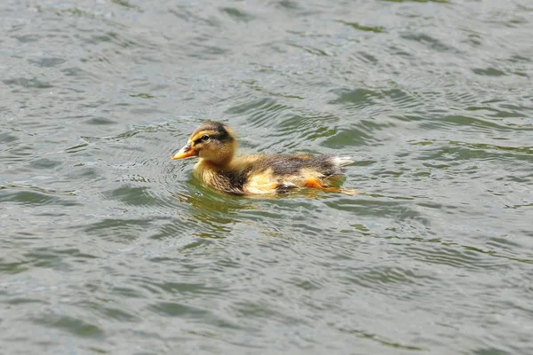 Ducklings 116 350 061 — Stock Photo, Image