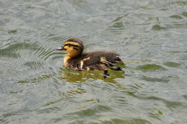 Ördek Yavruları 116 360 041 — Stok fotoğraf