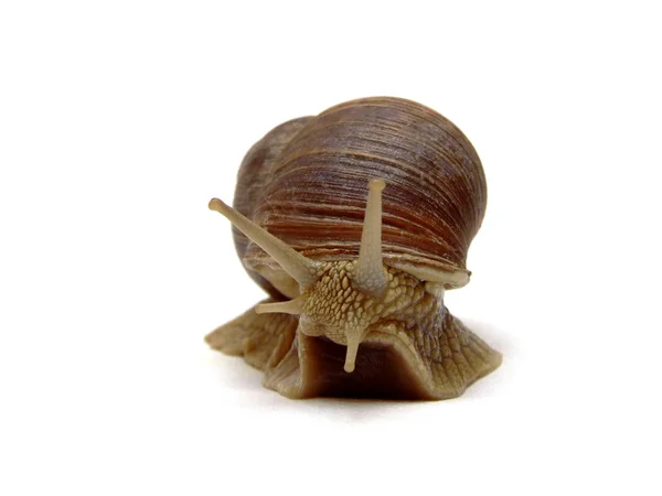 Langsame Schnecke Schleimiges Tier — Stockfoto