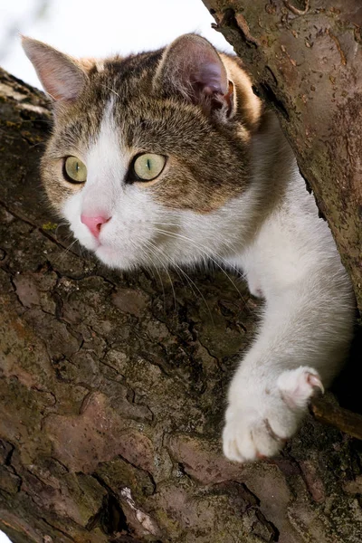 Pequeño Gato Esponjoso Con Bigotes — Foto de Stock