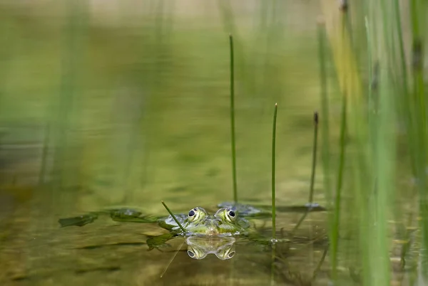 Sapo Comestível Verde Sapo Europeu Sapo Água Comum — Fotografia de Stock