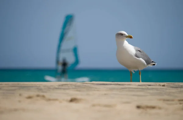 Aussichtsreiche Aussicht Auf Schöne Vögel Der Natur — Stockfoto