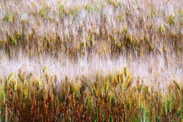Зерно Пшеничні Вуха Зерновий Продукт — стокове фото