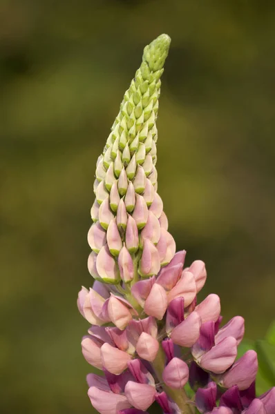 Güzel Lupin Çiçeğinin Manzarası — Stok fotoğraf