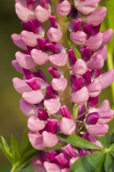 Güzel Lupin Çiçeğinin Manzarası — Stok fotoğraf