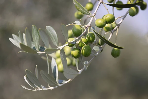 Aceitunas Verdes Árbol — Foto de Stock