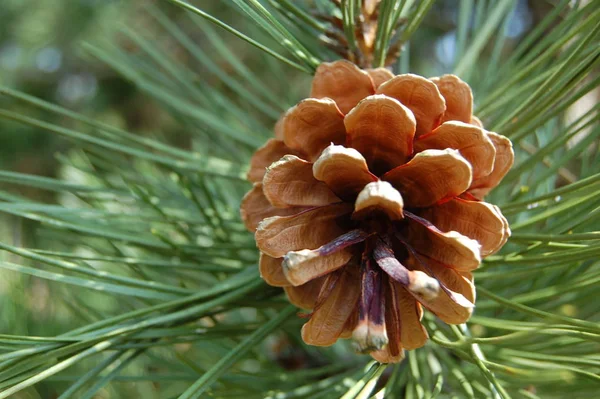 Färgglada Bakgrund För Jul Eller Nyår Semester Kort — Stockfoto