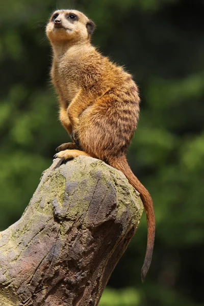 Surikat Surikat Djur Naturen — Stockfoto