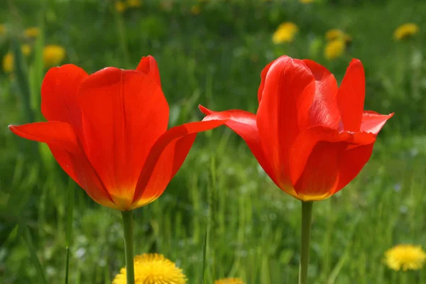 Tulipes Fleurs Pétales Flore Printanière — Photo