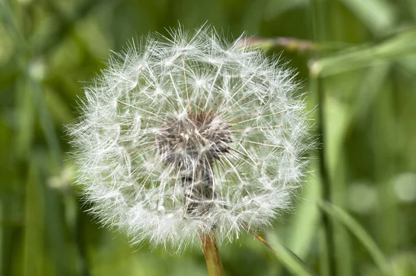 Schöne Aussicht Auf Natürliche Löwenzahnblume — Stockfoto