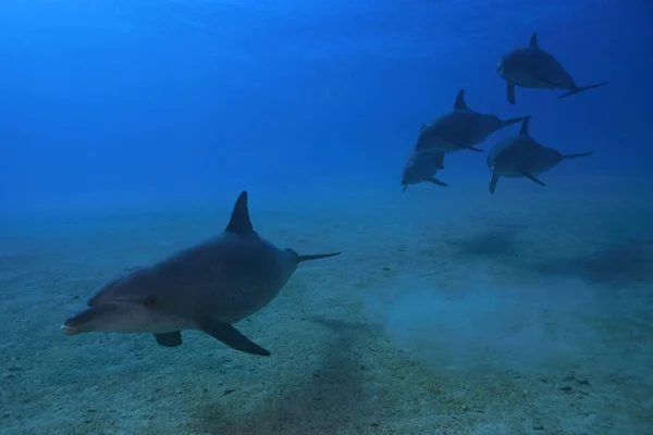 Delfin Akvatisk Fisk Havsdjur — Stockfoto