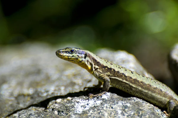 Perto Lagarto Habitat Conceito Selvageria — Fotografia de Stock