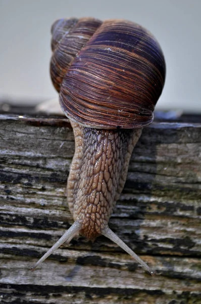 Hélice Mollusque Escargot Coquille — Photo