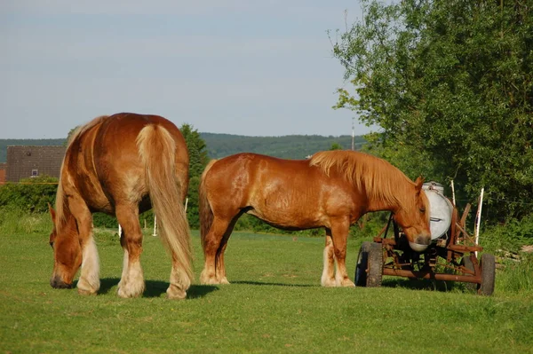 Pferde Der Tränke — Stockfoto