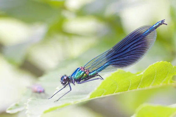 Primo Piano Macro Vista Insetti Libellula — Foto Stock