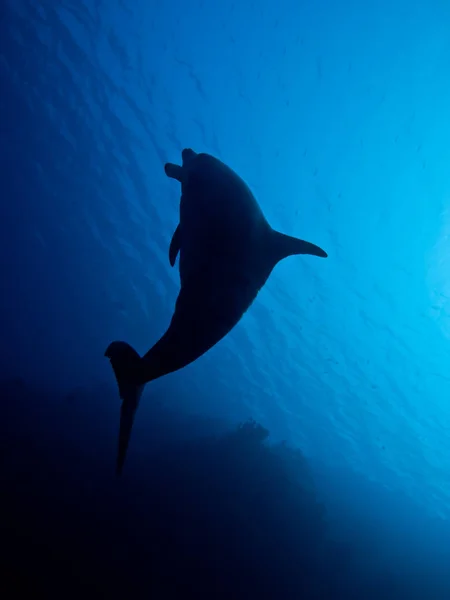 Delfino Nel Mare Rosso — Foto Stock