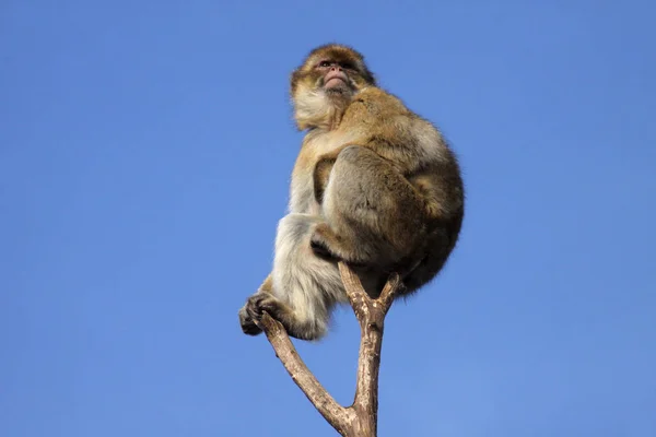 Macaque Sur Une Cime Arbre — Photo