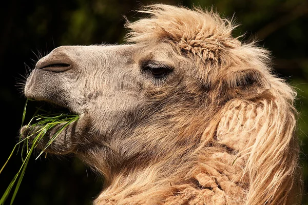 Animal Camelo Árabe Mamífero — Fotografia de Stock