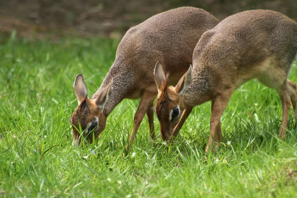 カークのディック ディック — ストック写真