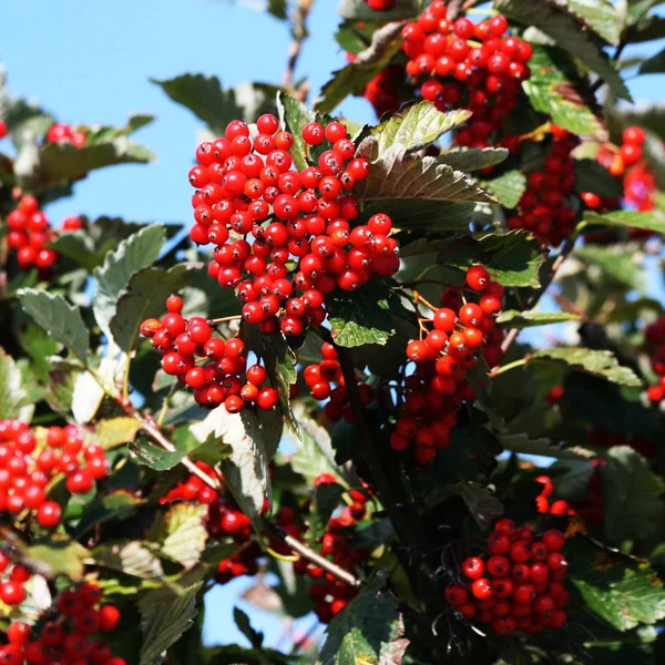 Rowan Bessen Herfst — Stockfoto