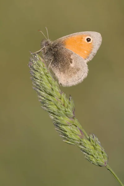 Nahaufnahme Von Exotisch Schönen Wanken — Stockfoto