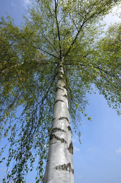 Дерева Лісі Березовий Стовбур — стокове фото
