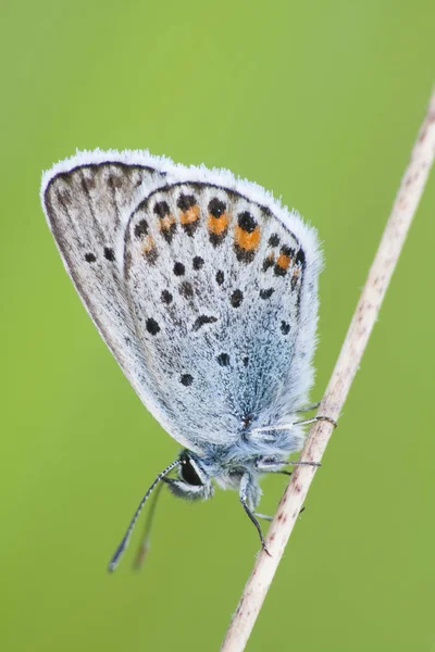 Widok Bliska Piękny Kolorowy Motyl — Zdjęcie stockowe