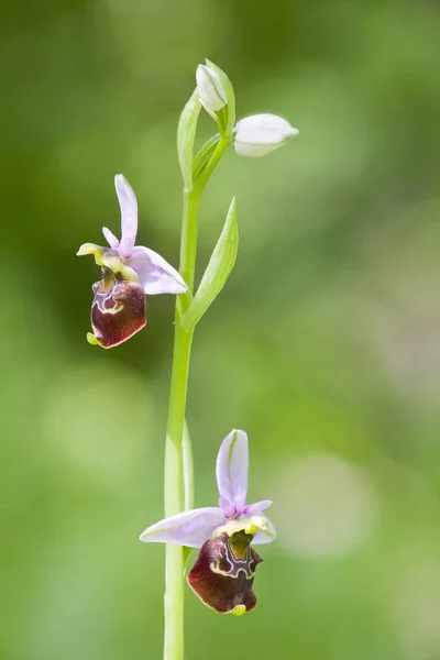 Floraison Des Orchidées Naturelles Flore — Photo