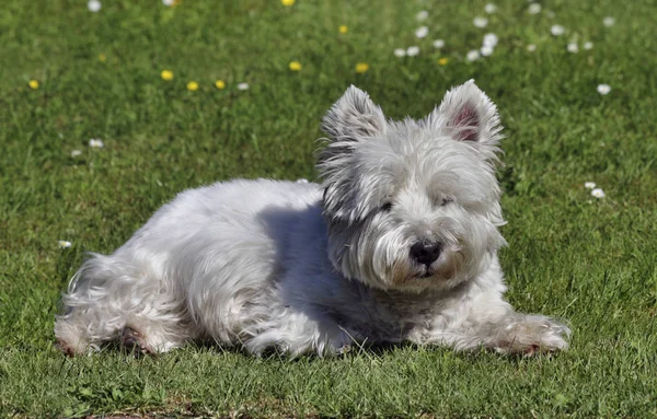 West Highland Terrier Withe — Foto Stock