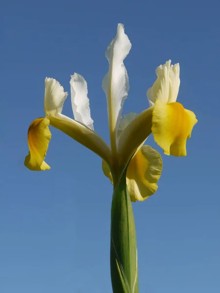 Malebný Pohled Krásné Duhovky Květiny — Stock fotografie