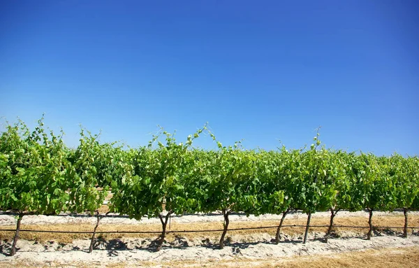 Groene Wijngaard Bij Portugal — Stockfoto