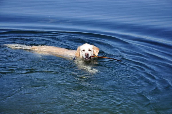 Ritratto Cane Carino — Foto Stock