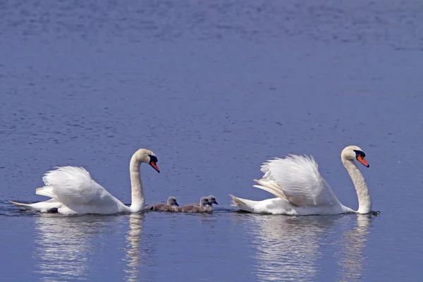 Cisnes Polluelos Lago — Foto de Stock