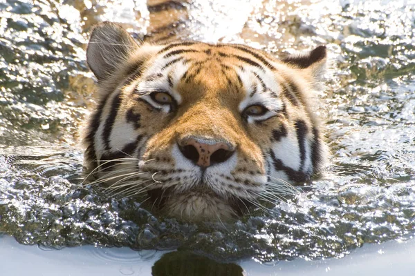 强大的掠食者野猫 条纹虎动物 — 图库照片