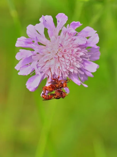 Beaux Insectes Sur Une Fleur — Photo