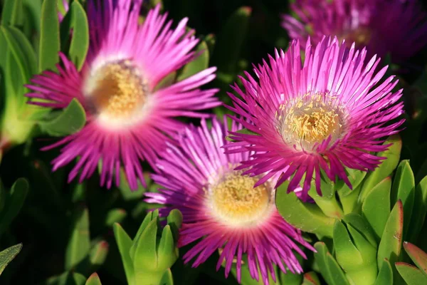 美しい花 花のコンセプトの背景 — ストック写真