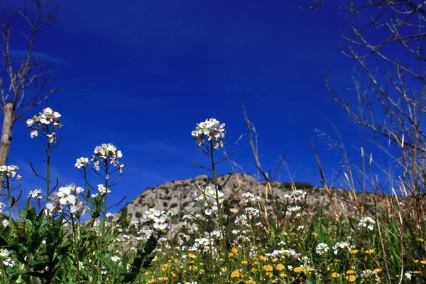 Prado Montaña Flora Natural Follaje — Foto de Stock