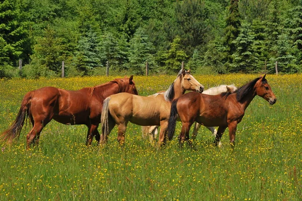 马的种马 自然界中的野生动物 — 图库照片