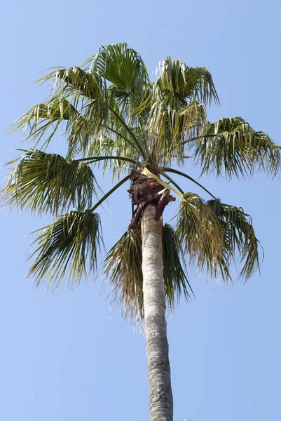 Palm Tree Blå Himmel Cannes Frankrike — Stockfoto